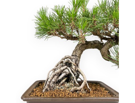 Pinus Thunbergii - Pino Nero - 34 cm