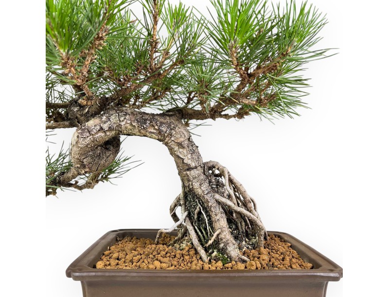 Pinus Thunbergii - Black Pine - 34 cm