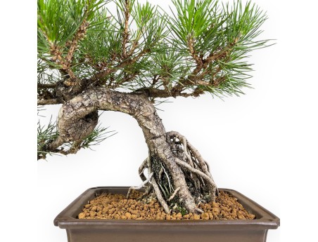 Pinus Thunbergii - Black Pine - 34 cm