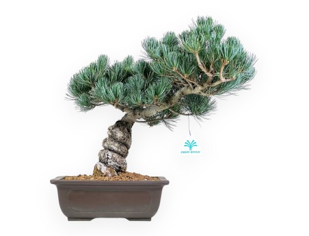 Pinus Pentaphylla - Den - 39 cm