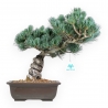 Pinus Pentaphylla - Kiefern - 39 cm