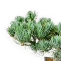 Pinus Pentaphylla - Kiefern - 39 cm