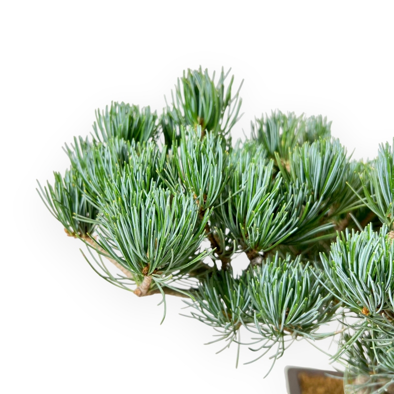 Pinus Pentaphylla - Kiefern - 39 cm