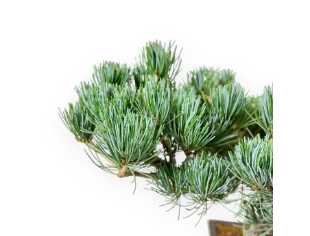 Pinus Pentaphylla - Pin à cinq aiguilles - 39 cm
