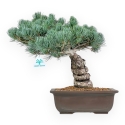 Pinus Pentaphylla - Kiefern - 39 cm