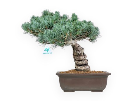 Pinus Pentaphylla - Den - 39 cm
