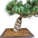 Pinus Pentaphylla - Kiefern - 39 cm