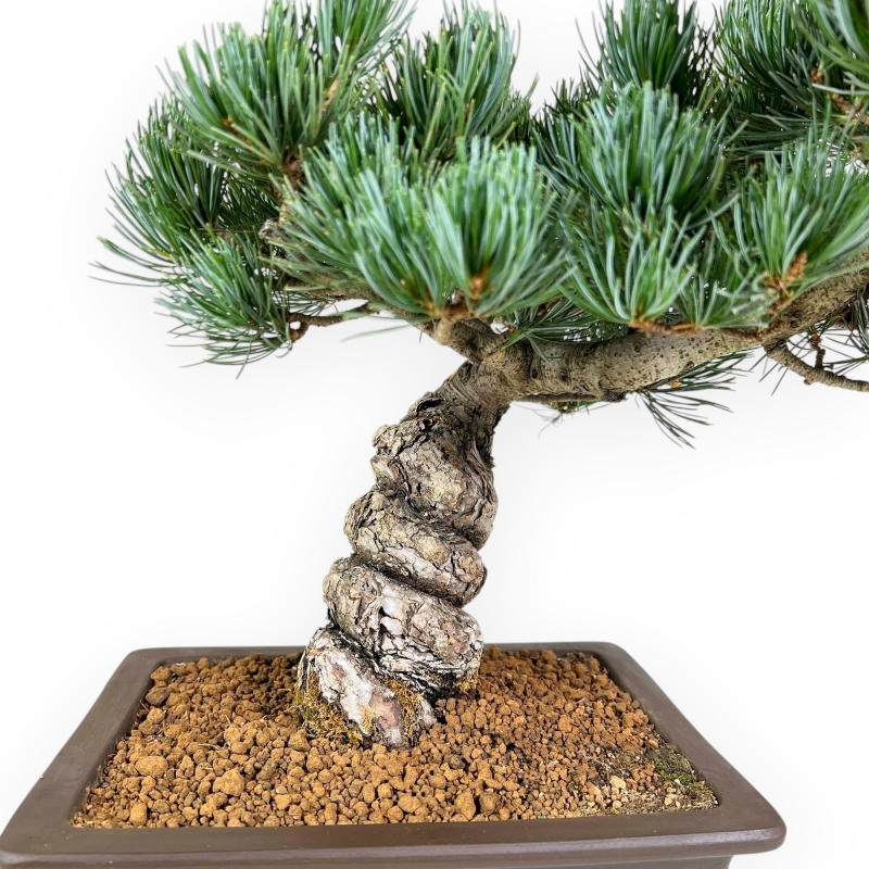 Pinus Pentaphylla - Kiefern - 39 cm