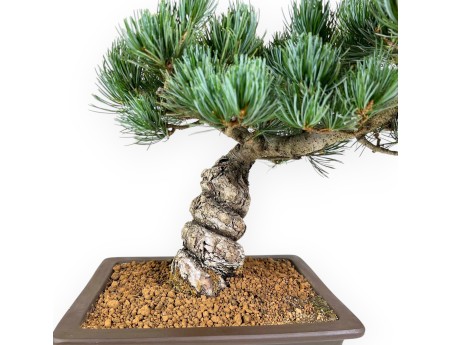 Pinus Pentaphylla - Pino a cinque aghi - 39 cm