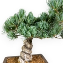 Pinus Pentaphylla - Kiefern - 39 cm