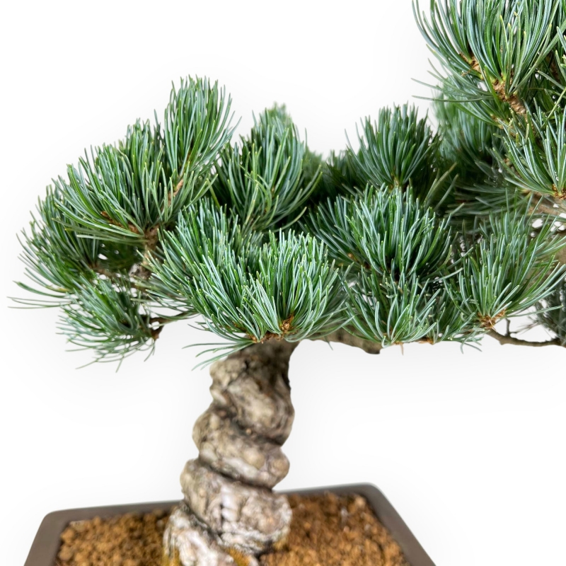 Pinus Pentaphylla - Kiefern - 39 cm