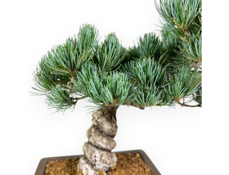 Pinus Pentaphylla - Pino - 39 cm