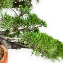 Juniperus Chinensis - Wacholder - 38 cm