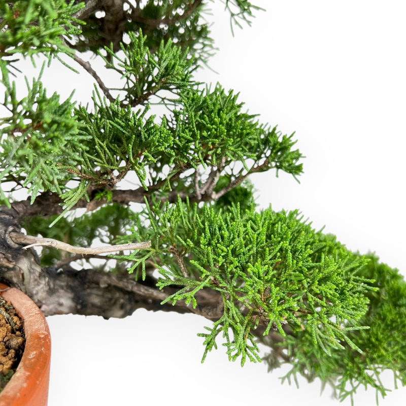 Juniperus Chinensis - Wacholder - 38 cm