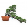 Juniperus Chinensis - Wacholder - 38 cm