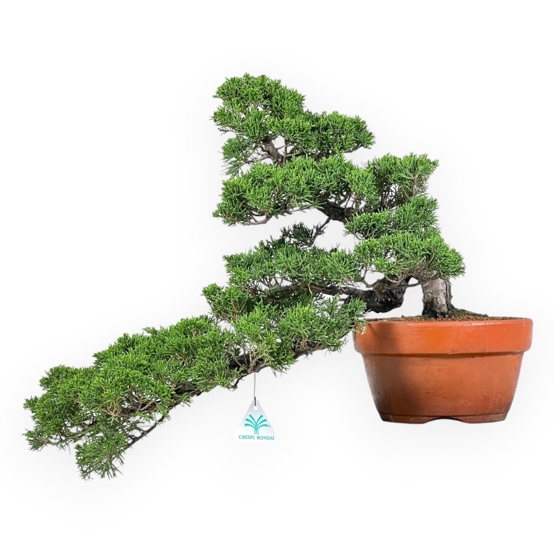 Juniperus Chinensis - Wacholder - 38 cm