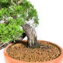 Juniperus Chinensis - Wacholder - 38 cm