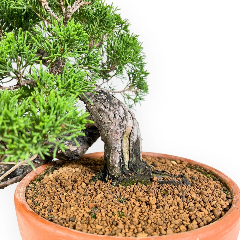 Juniperus Chinensis - Wacholder - 38 cm