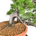 Juniperus Chinensis - Wacholder - 38 cm