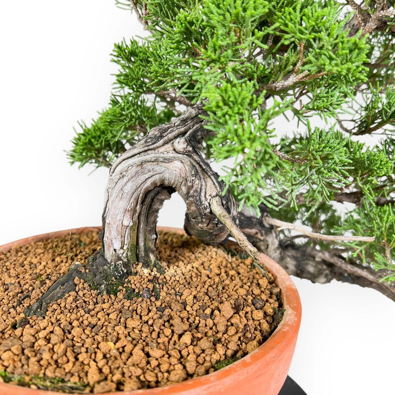 Juniperus Chinensis - Wacholder - 38 cm