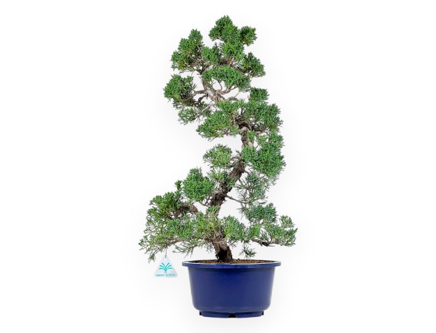 Juniperus Chinensis - Enebro - 59 cm