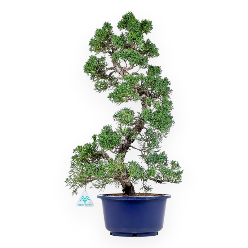 Juniperus Chinensis - Genévrier - 59 cm