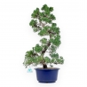 Juniperus Chinensis - Genévrier - 59 cm