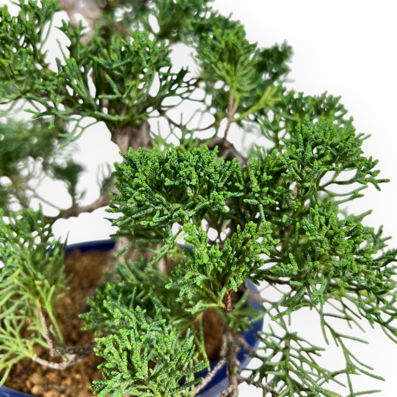 Juniperus Chinensis - Wacholder - 59 cm