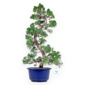 Juniperus Chinensis - Wacholder - 59 cm