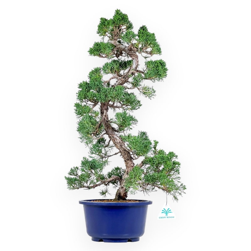Juniperus Chinensis - Wacholder - 59 cm