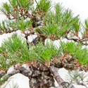 Pinus Thunbergii - Schwarz Kiefern - 66 cm