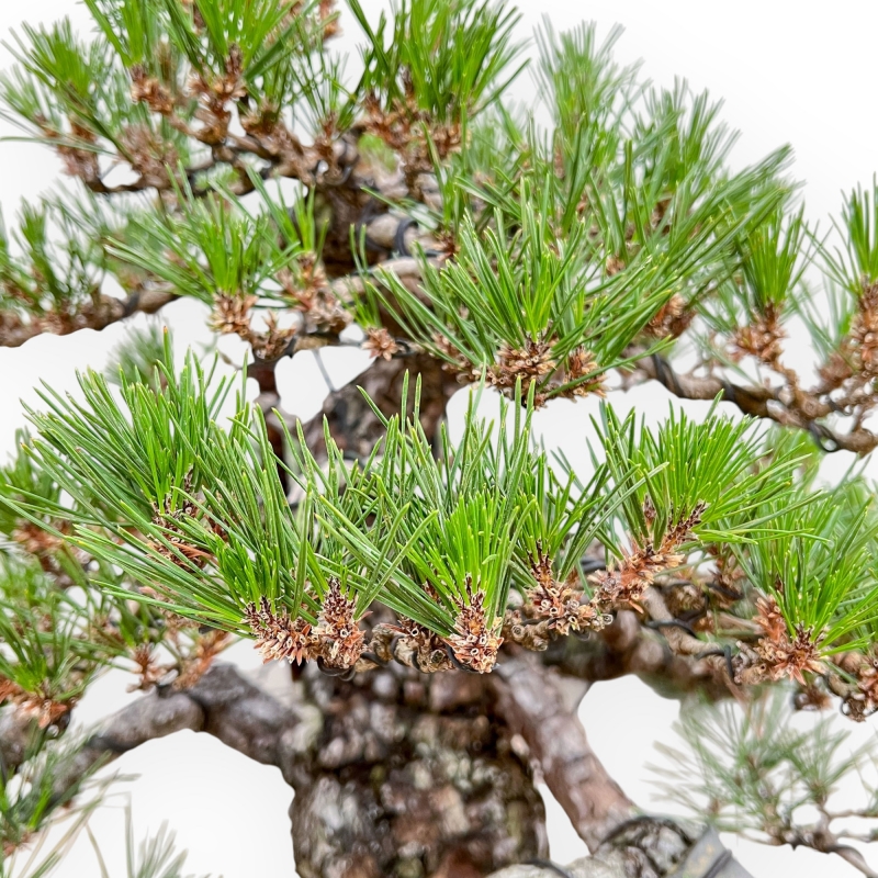 Pinus Thunbergii - Pin Noir - 66 cm
