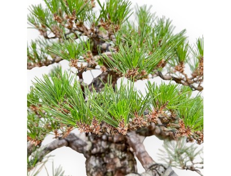 Pinus Thunbergii - Pino Nero - 66 cm