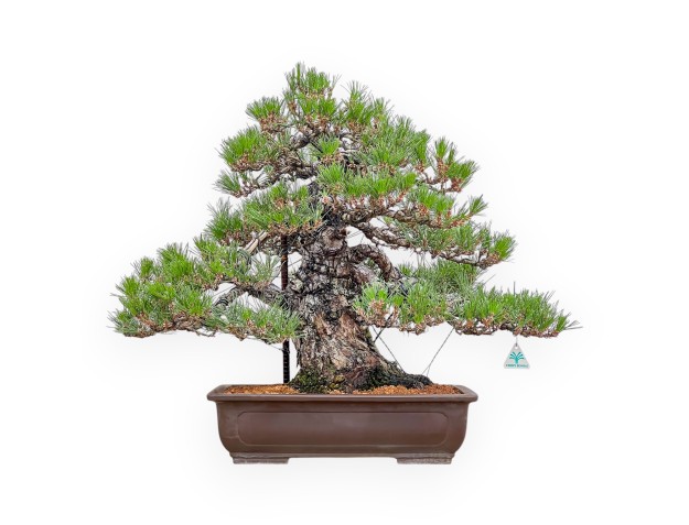 Pinus Thunbergii - Pino Negro - 66 cm