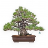Pinus Thunbergii - Pino Negro - 66 cm