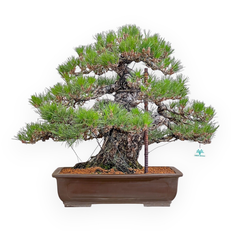 Pinus Thunbergii - Pin Noir - 66 cm