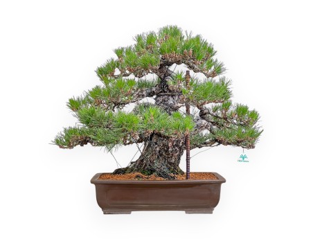 Pinus Thunbergii - Schwarz Kiefern - 66 cm
