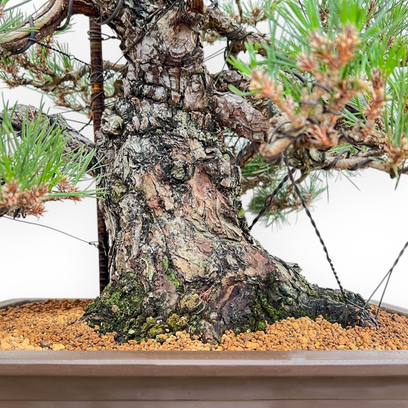 Pinus Thunbergii - Pin Noir - 66 cm