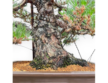 Pinus Thunbergii - Schwarz Kiefern - 66 cm