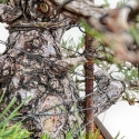 Pinus Thunbergii - Schwarz Kiefern - 66 cm