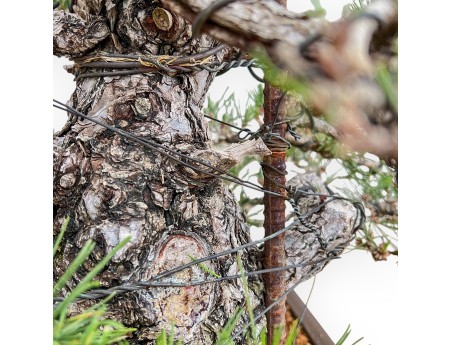 Pinus Thunbergii - Schwarz Kiefern - 66 cm