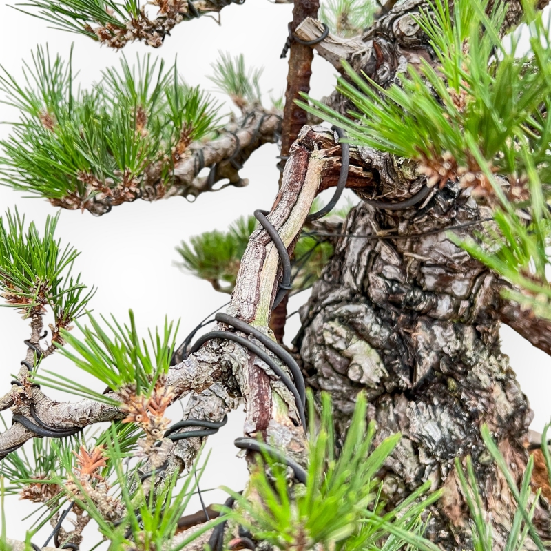 Pinus Thunbergii - Pin Noir - 66 cm