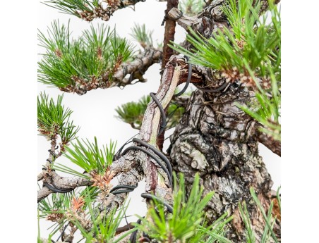 Pinus Thunbergii - Pino Nero - 66 cm