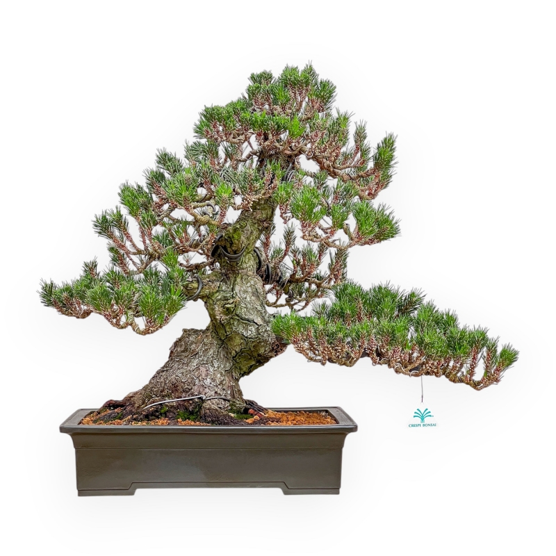Pinus Thunbergii Senjomaru - Pino Negro - 60 cm