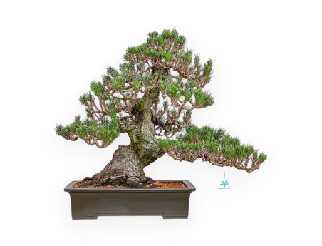 Pinus Thunbergii Senjomaru - Zwart Den - 60 cm