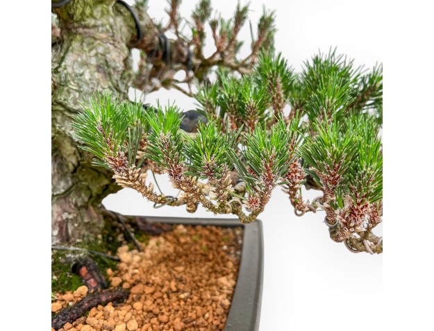 Pinus Thunbergii Senjomaru - Black Pine - 60 cm 2