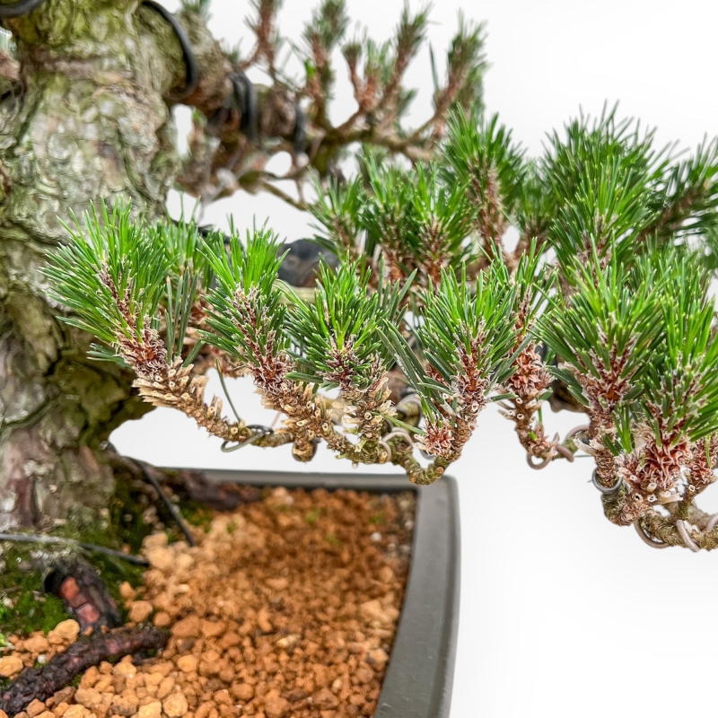 Pinus Thunbergii Senjomaru - Pino Negro - 60 cm