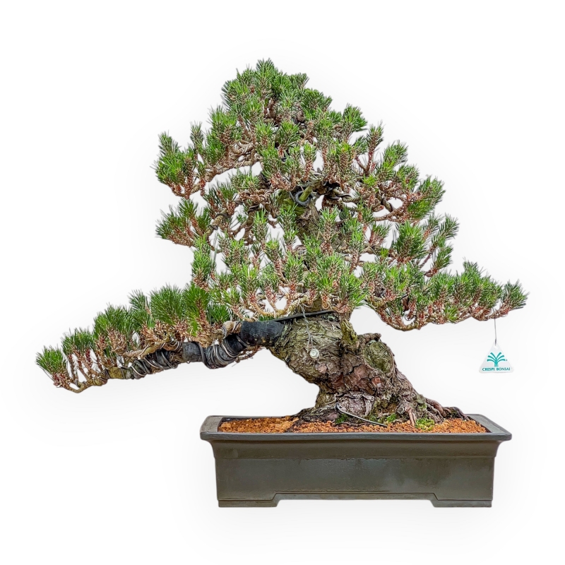 Pinus Thunbergii Senjomaru - Pino Negro - 60 cm