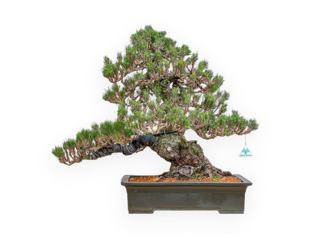 Pinus Thunbergii Senjomaru - Zwart Den - 60 cm