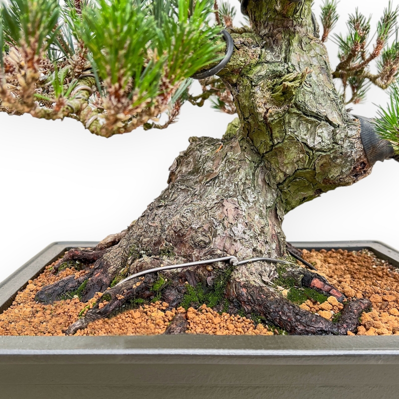 Pinus Thunbergii Senjomaru - Pino Negro - 60 cm